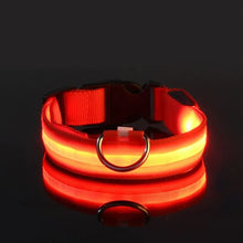 Lade das Bild in den Galerie-Viewer, LED Halsband | Leuchtend & Sicher bei Nacht für ihren Liebling - [product_type - selley.de